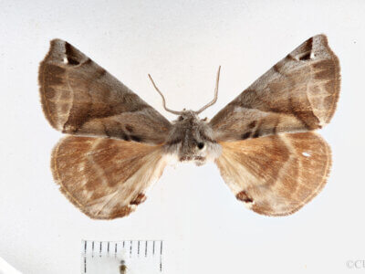 dorsal view of adult Apatelodes pudefacta