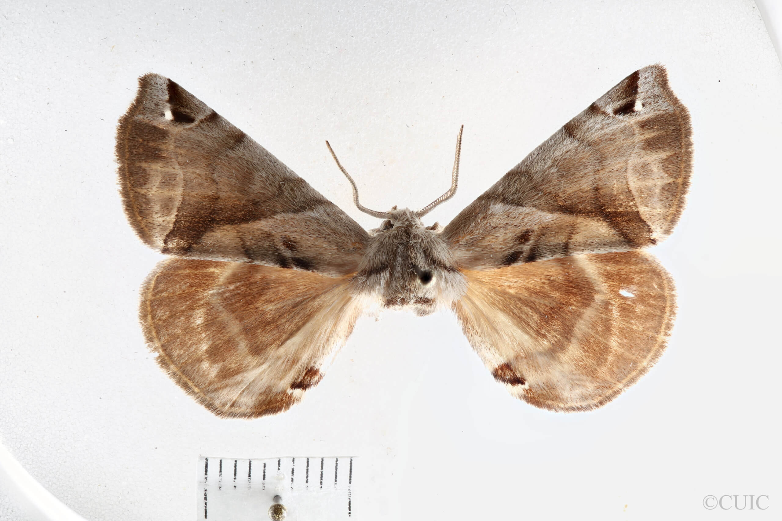 dorsal view of adult Apatelodes pudefacta