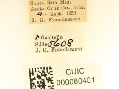 label view of Apatelodes pudefacta