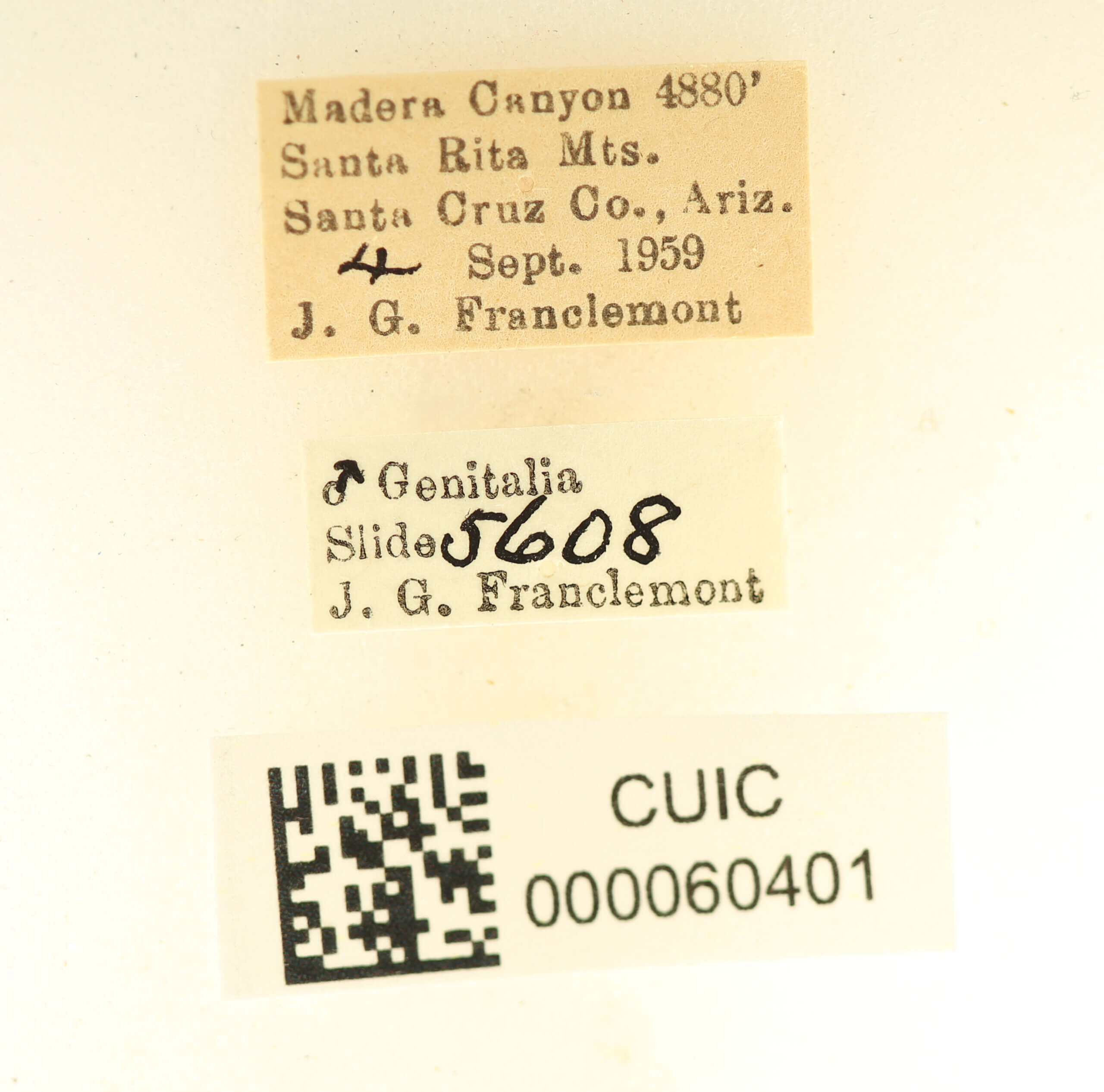 label view of Apatelodes pudefacta