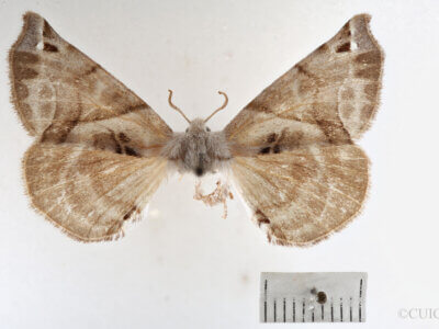 dorsal view of adult Apatelodes pudefacta