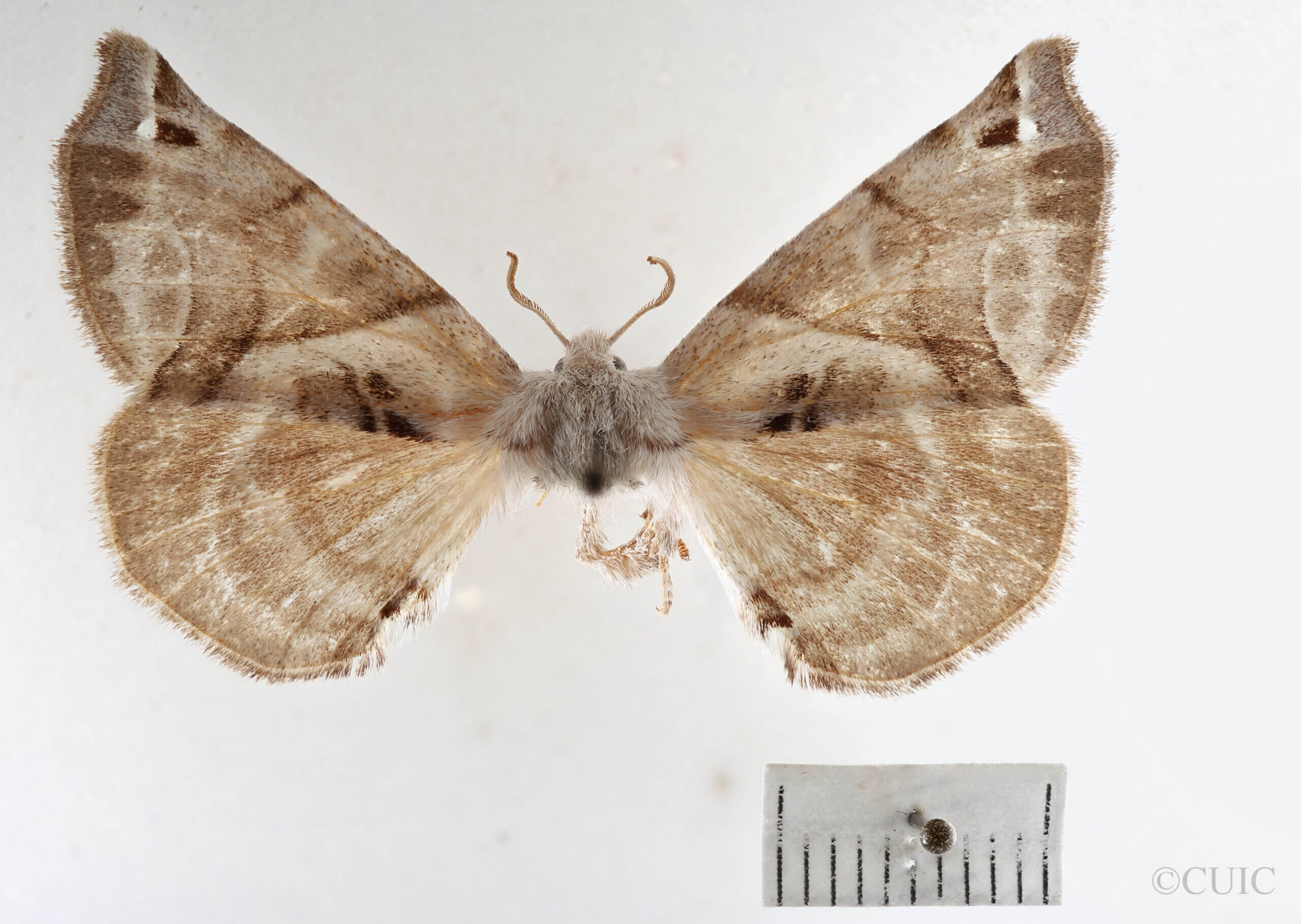 dorsal view of adult Apatelodes pudefacta