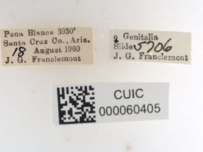label view of Apatelodes pudefacta