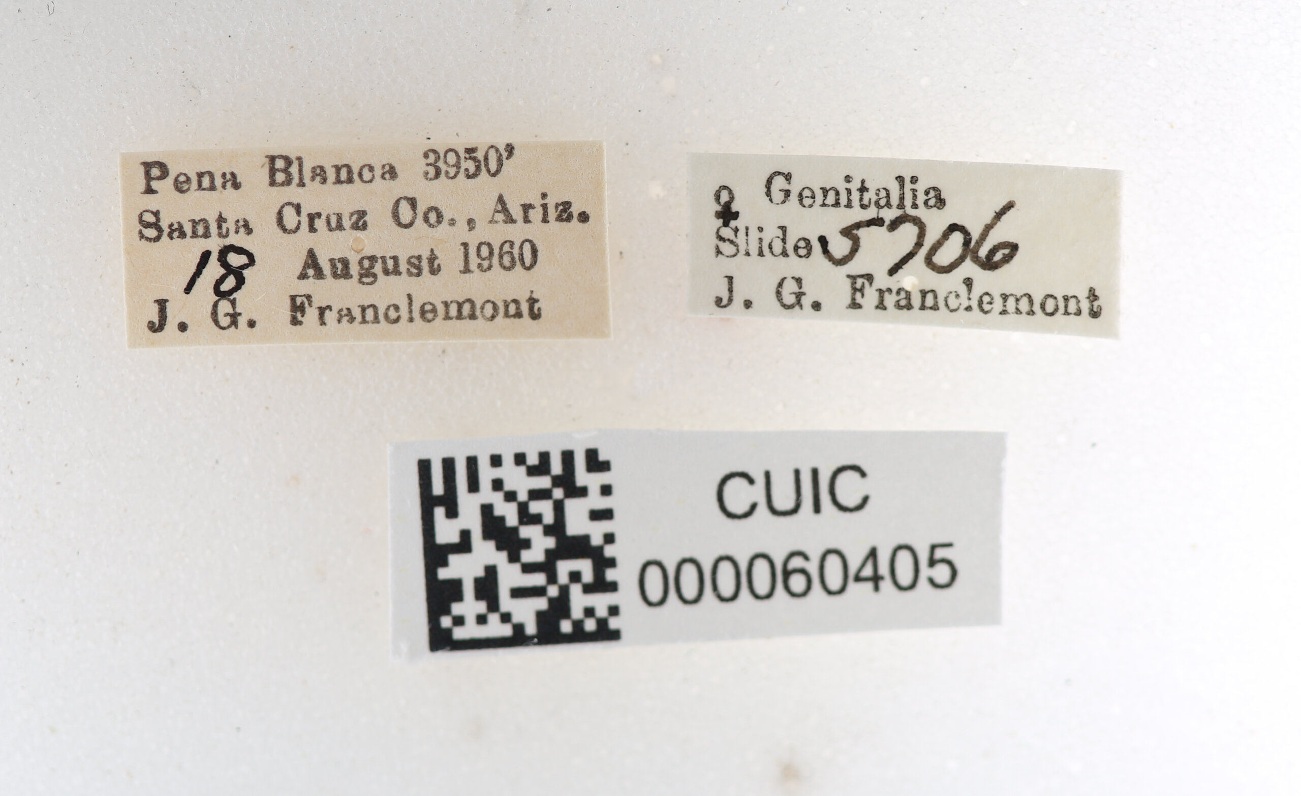 label view of Apatelodes pudefacta