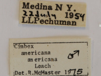 label view of Cimbex americana