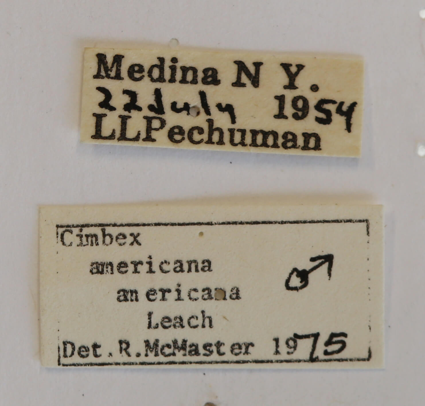 label view of Cimbex americana