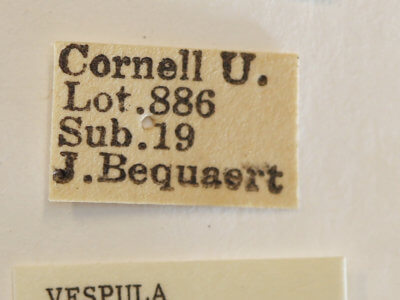 label view of Dolichovespula arenaria