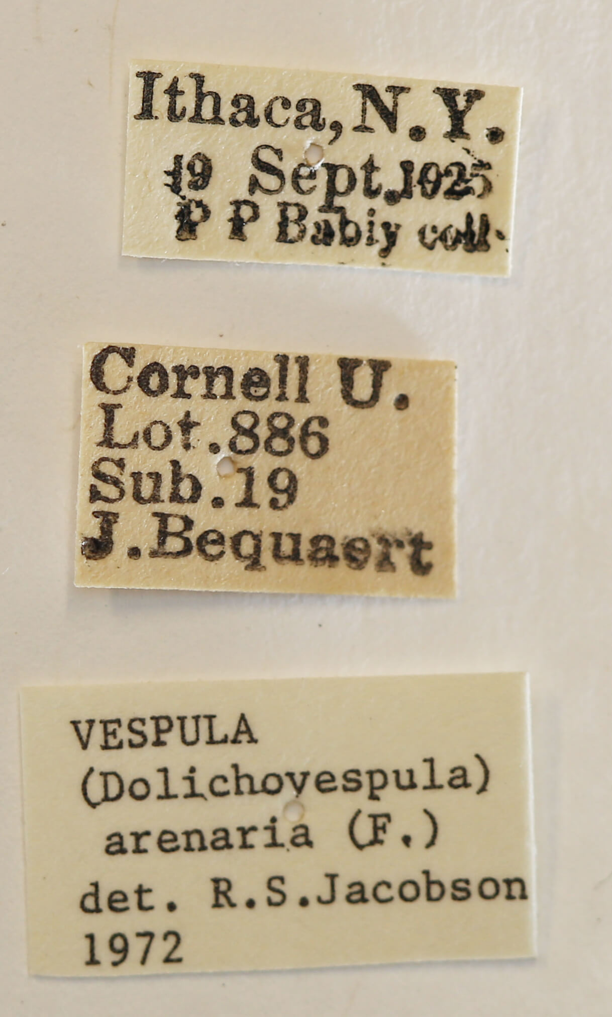 label view of Dolichovespula arenaria