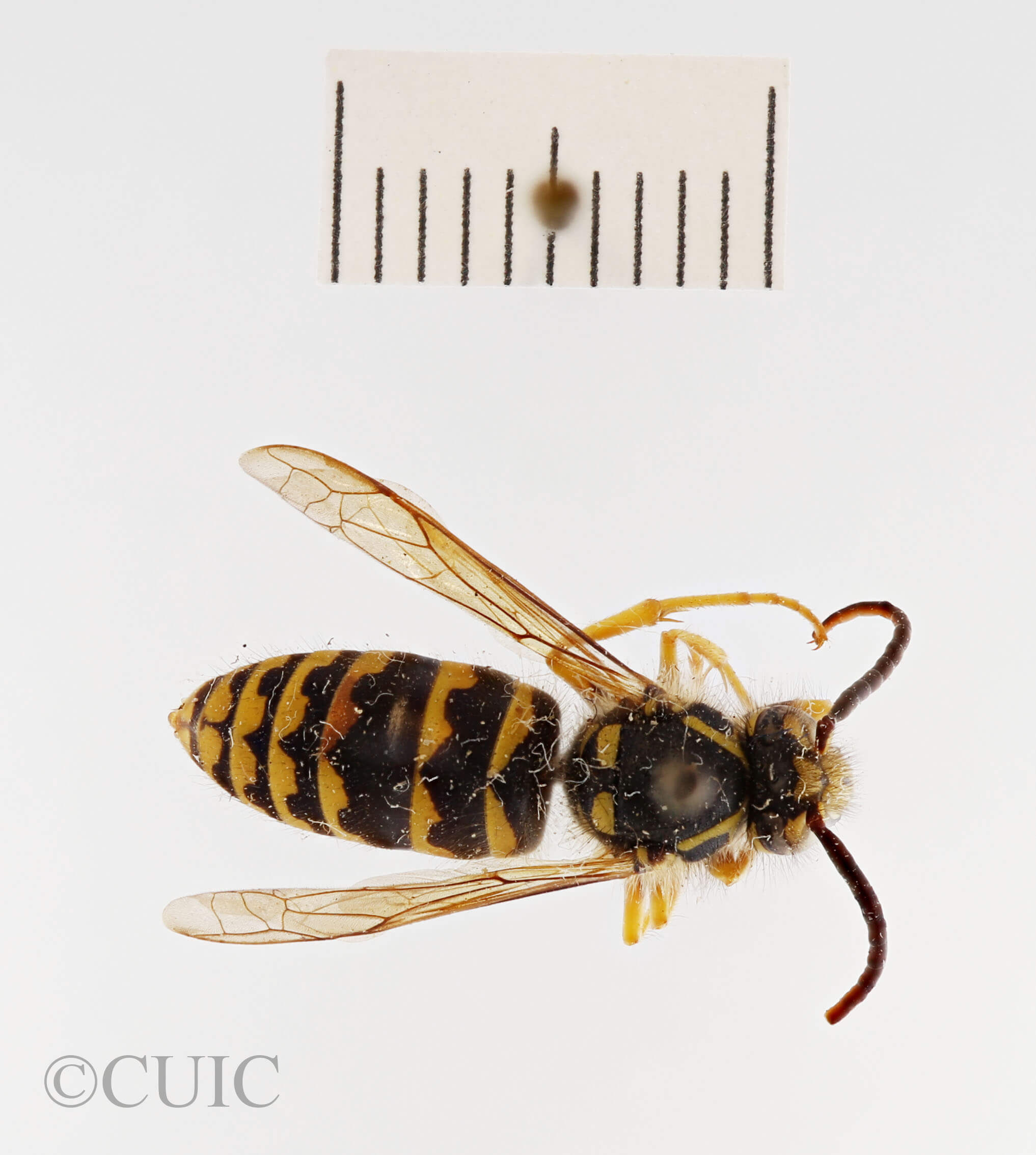 dorsal view of adult Dolichovespula arenaria