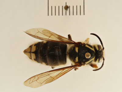 dorsal view of adult Dolichovespa maculata