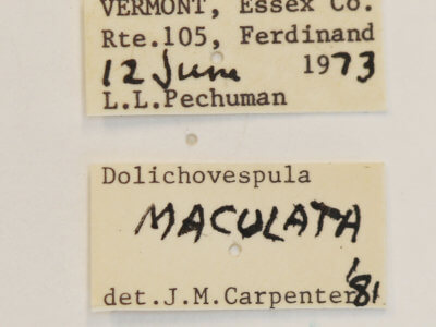 label view of Dolichovespa maculata