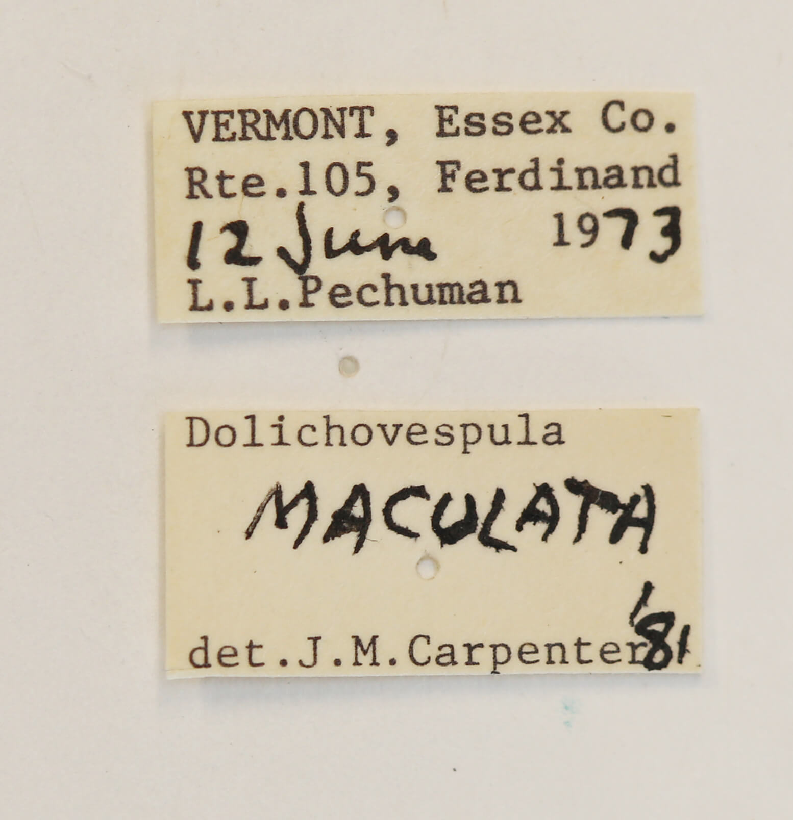 label view of Dolichovespa maculata