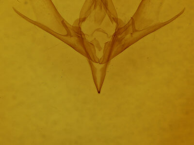 genitalia view of adult Cucullia