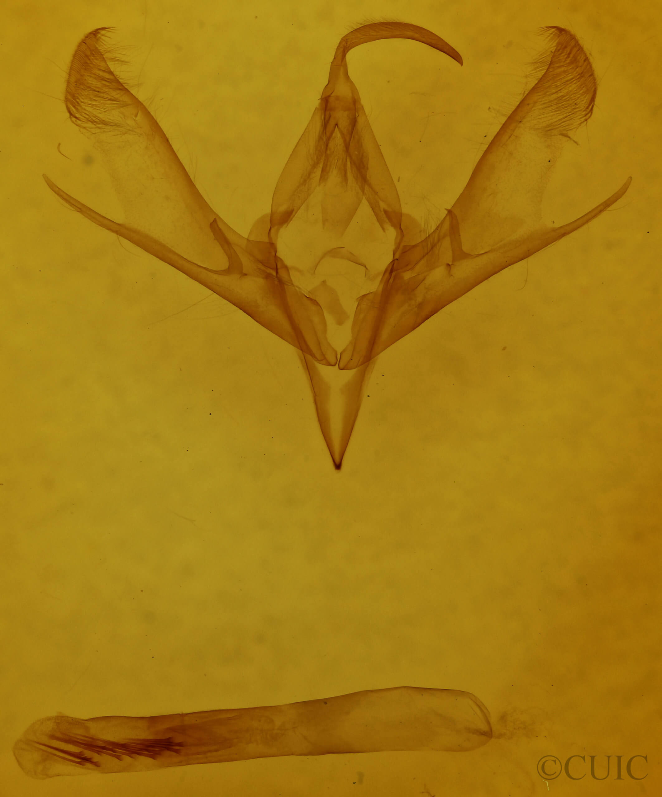 genitalia view of adult Cucullia