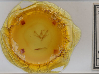 slide view of adult Cucullia