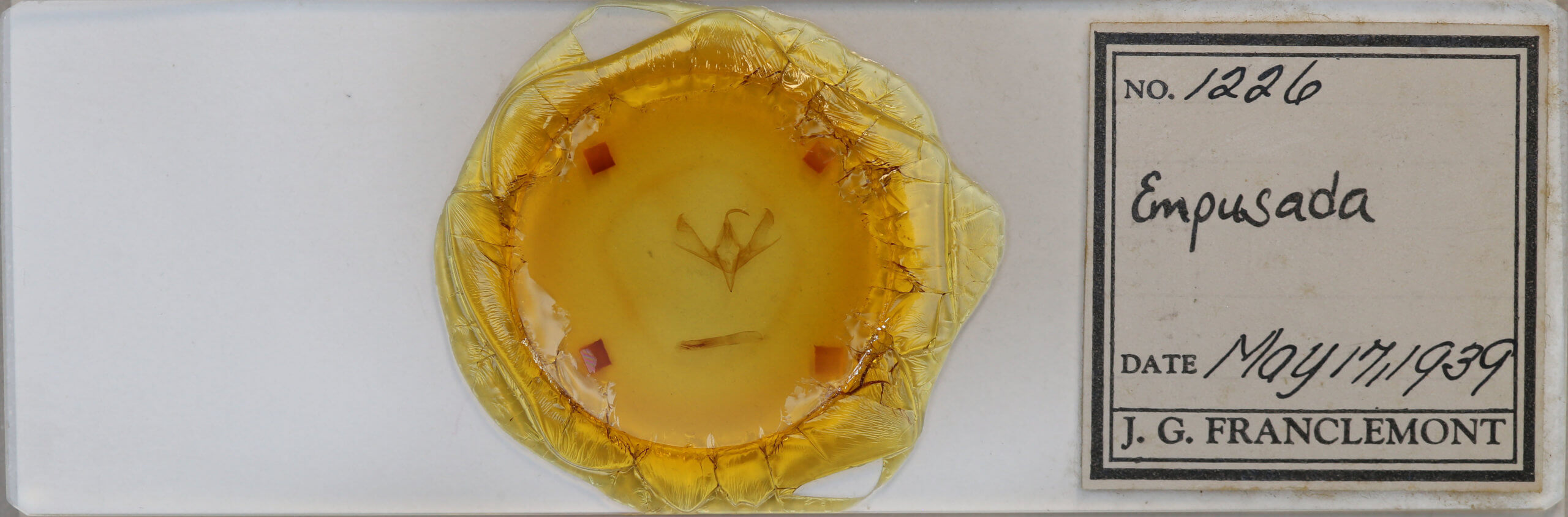 slide view of adult Cucullia