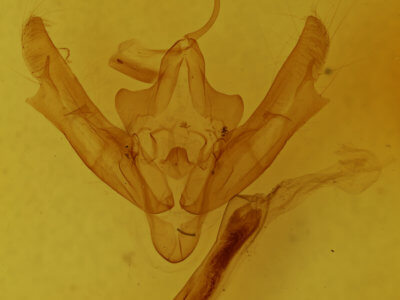 genitalia view of adult Xestia efflorescens