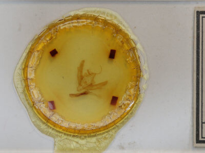 slide view of adult Xestia efflorescens