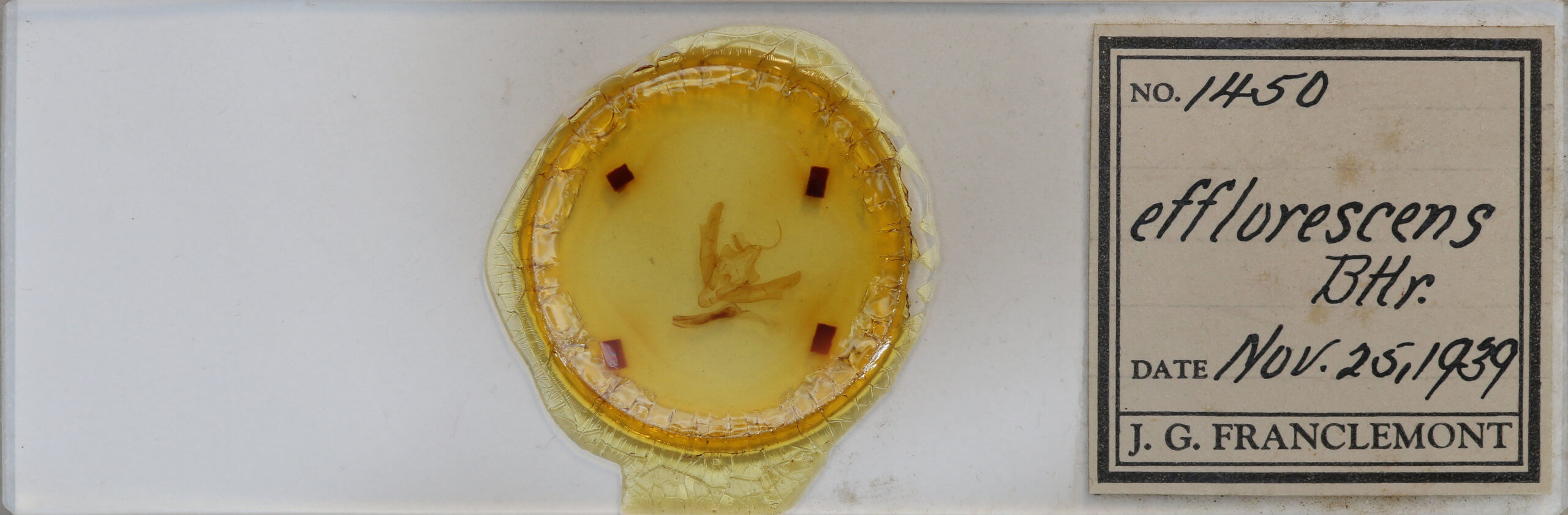 slide view of adult Xestia efflorescens