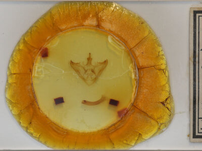 slide view of adult Halysidota