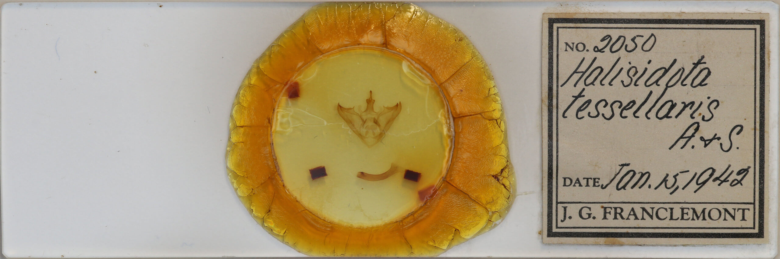 slide view of adult Halysidota