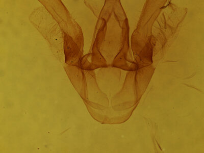 genitalia view of adult Haploa