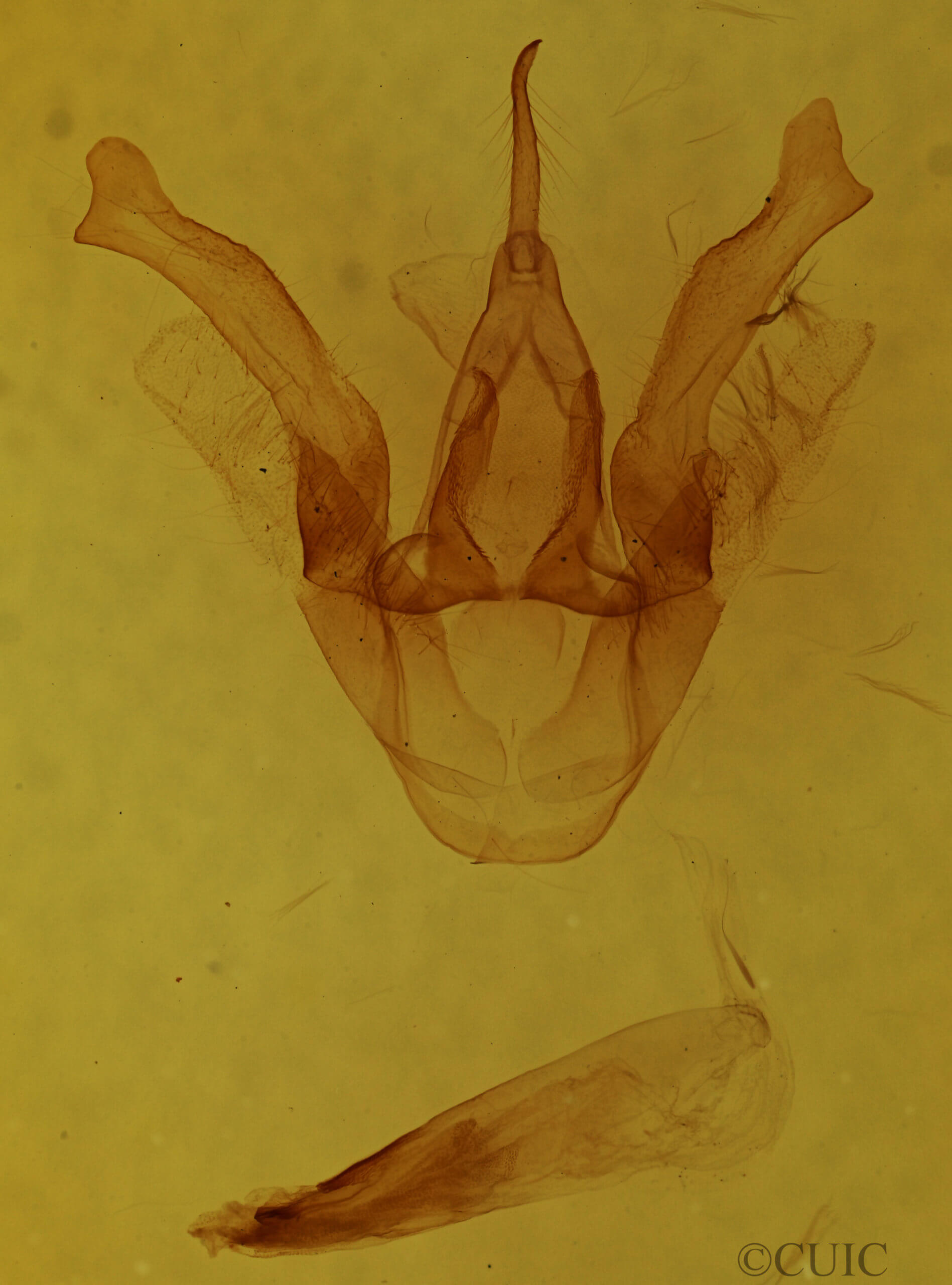 genitalia view of adult Haploa