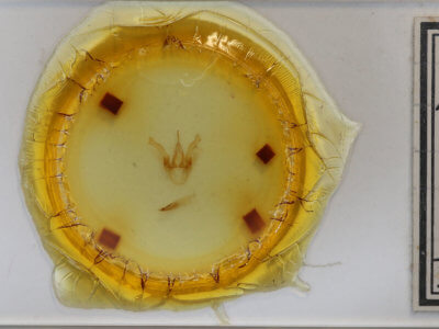 slide view of adult Haploa