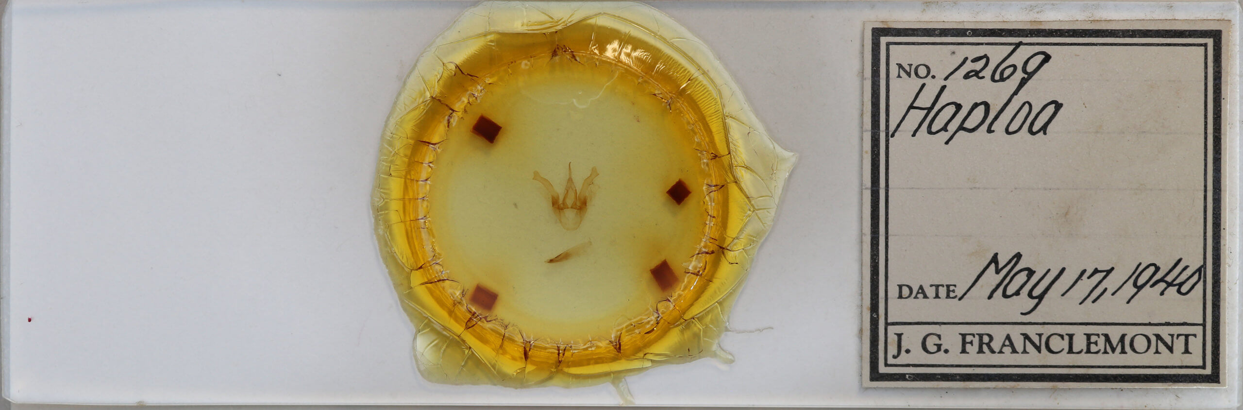 slide view of adult Haploa