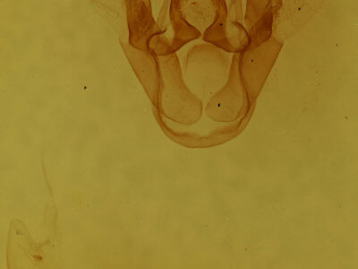 genitalia view of adult Haploa