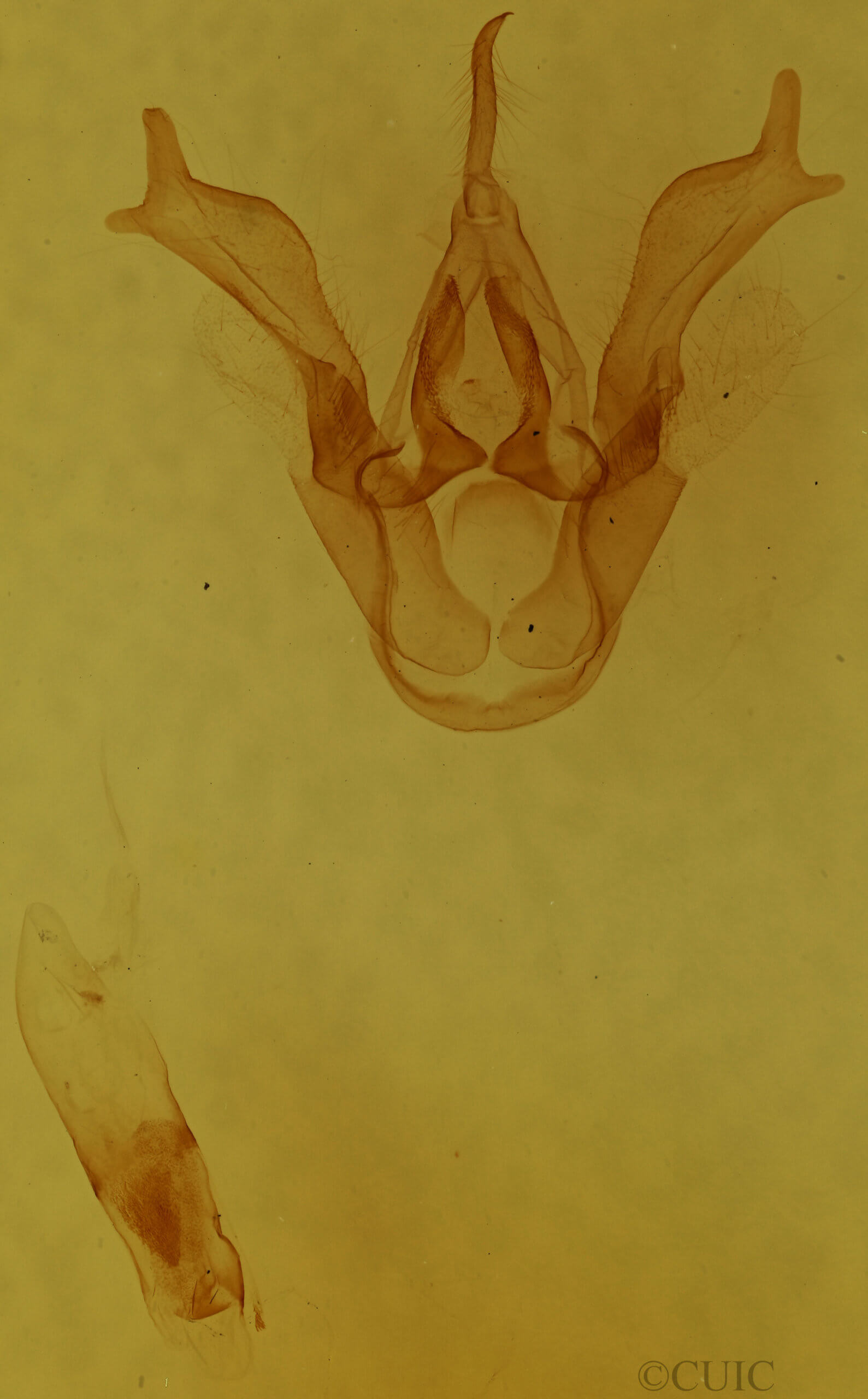 genitalia view of adult Haploa
