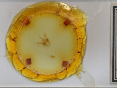 slide view of adult Haploa