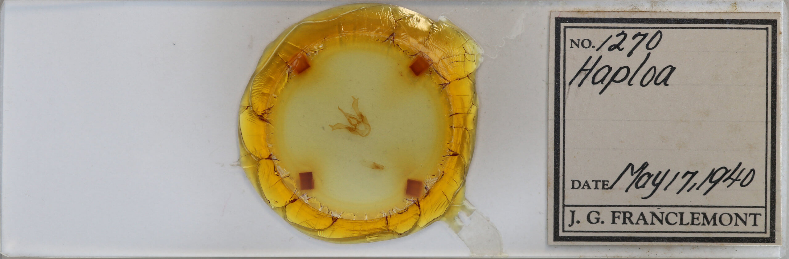 slide view of adult Haploa