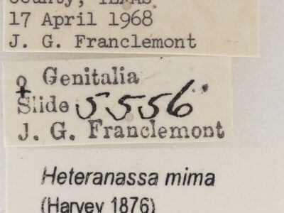 label view of adult Heteranassa mima