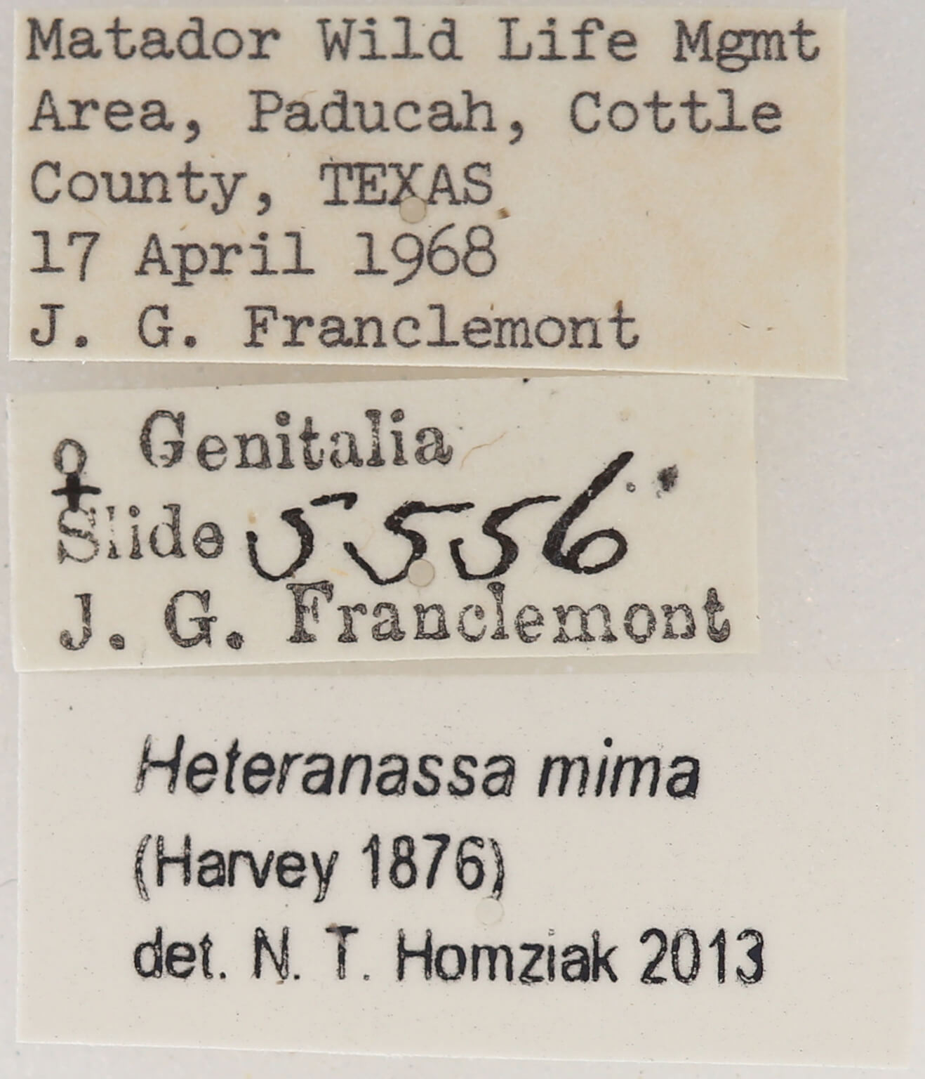 label view of adult Heteranassa mima