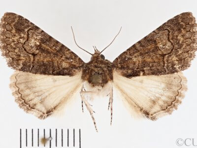 dorsal view of adult Heteranassa mima