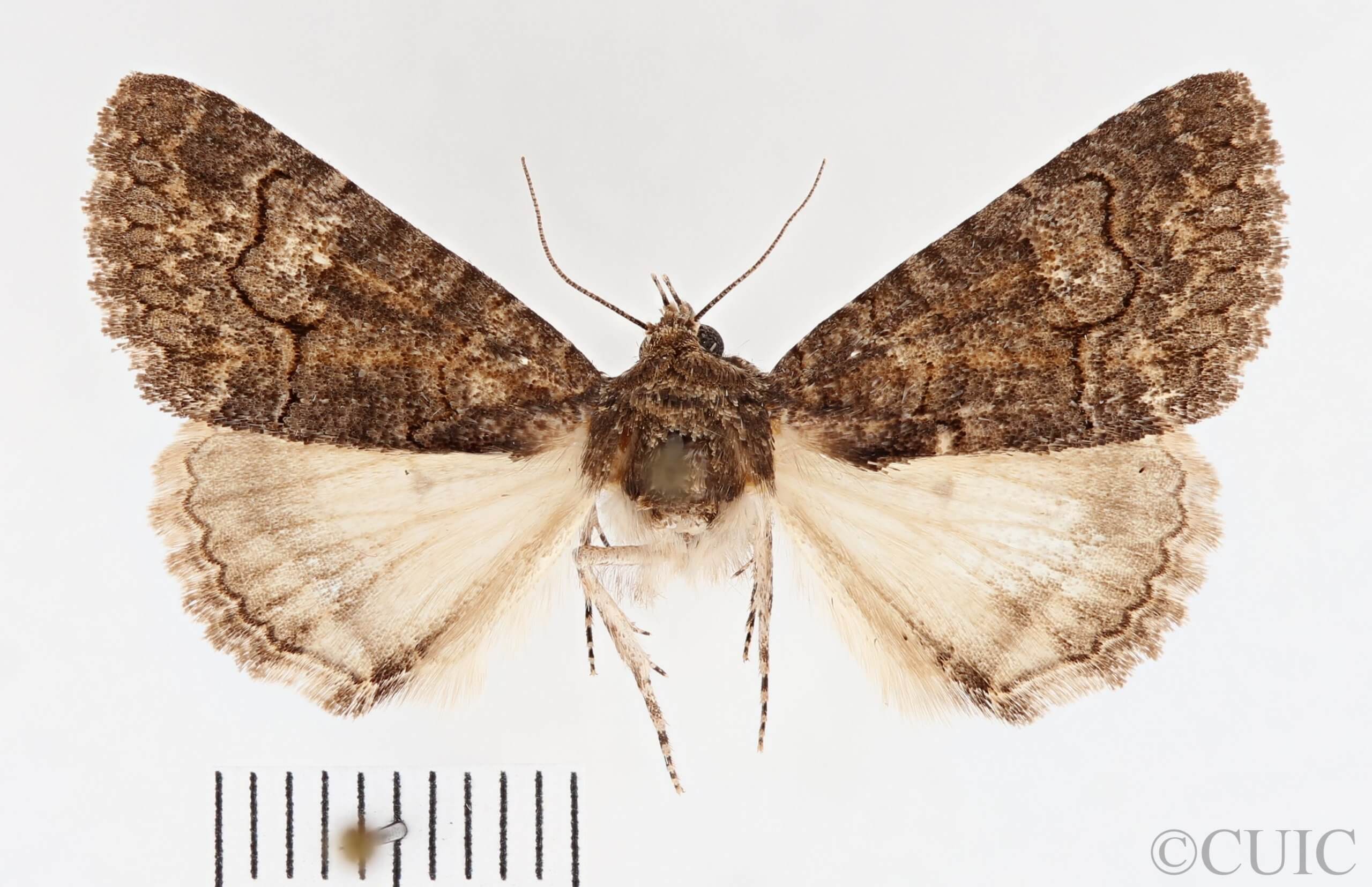 dorsal view of adult Heteranassa mima