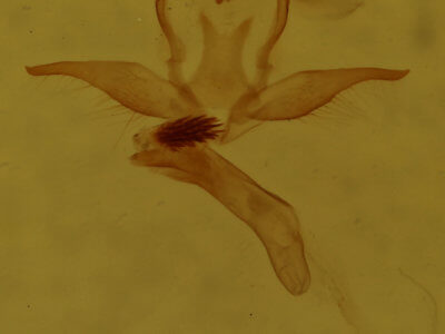 genitalia view of adult Virbia