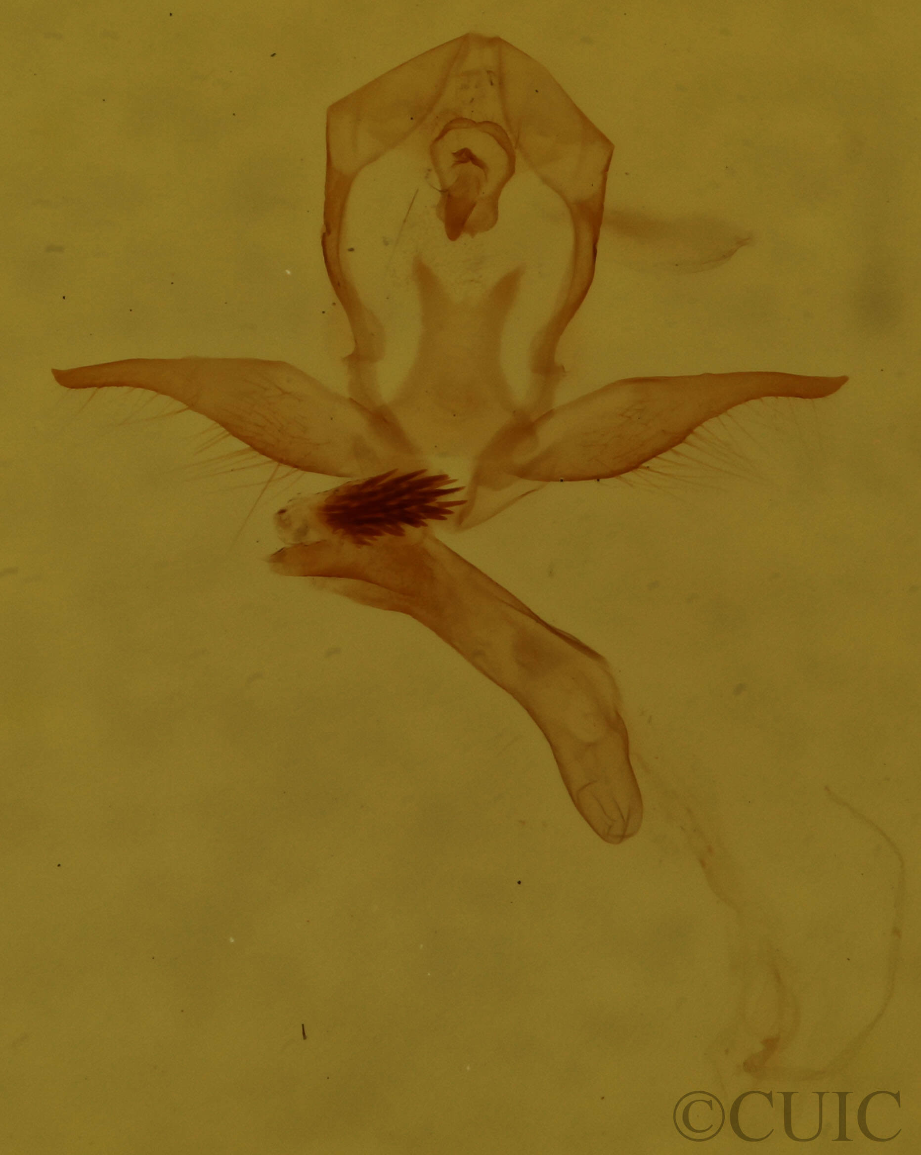 genitalia view of adult Virbia