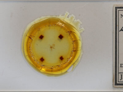 slide view of adult Virbia