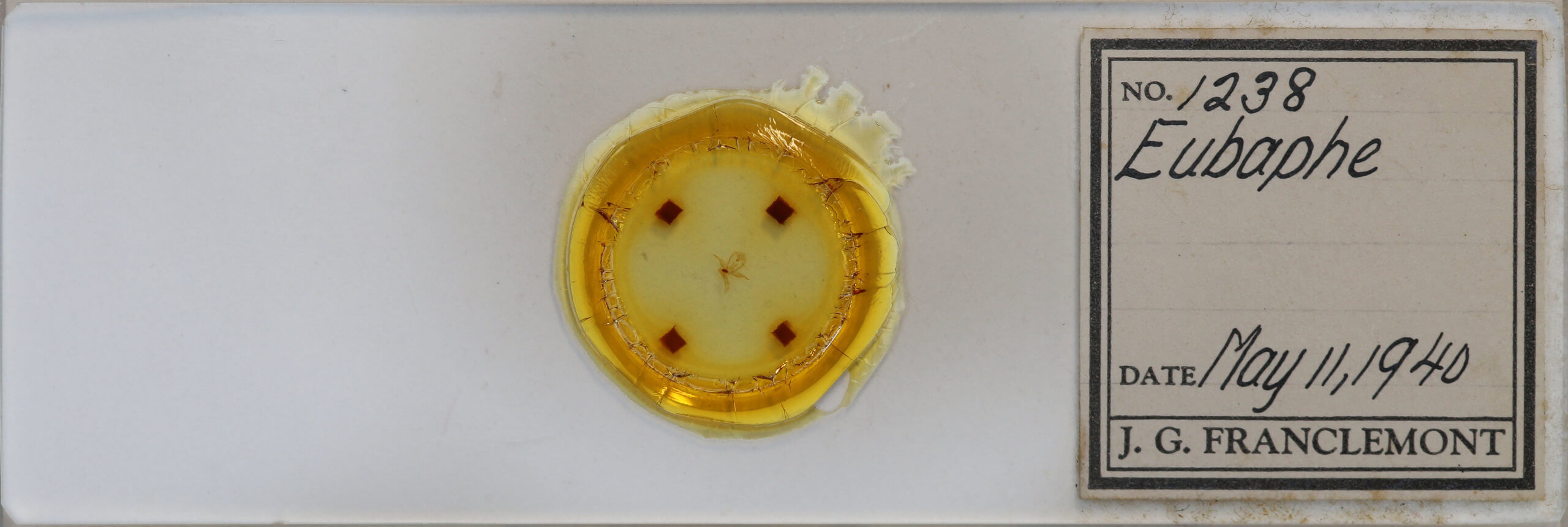 slide view of adult Virbia