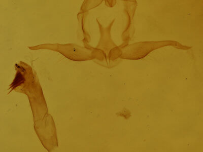 genitalia view of adult Virbia