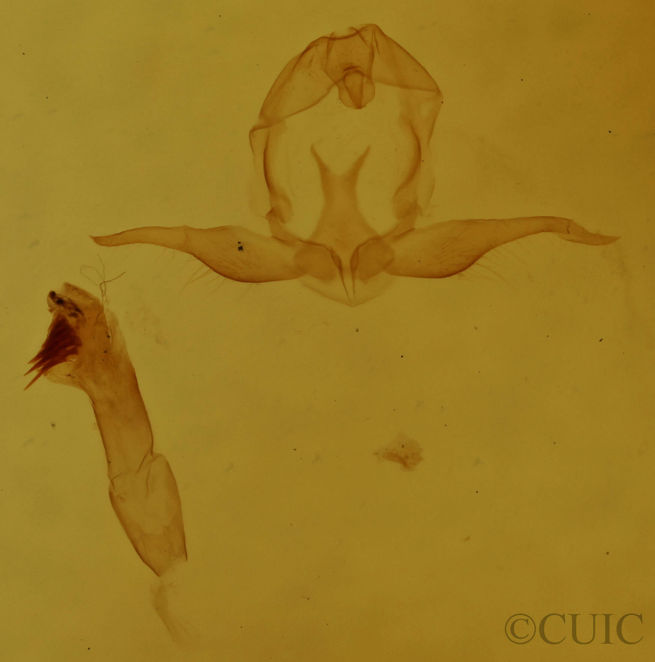 genitalia view of adult Virbia