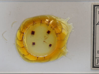 slide view of adult Virbia