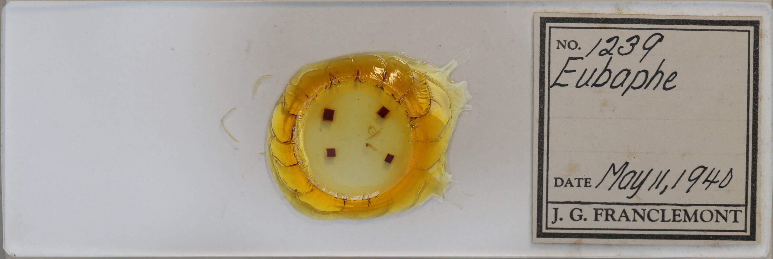 slide view of adult Virbia