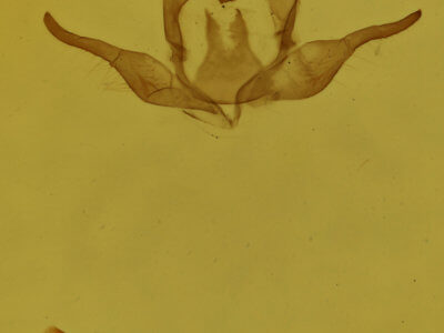 genitalia view of adult Virbia