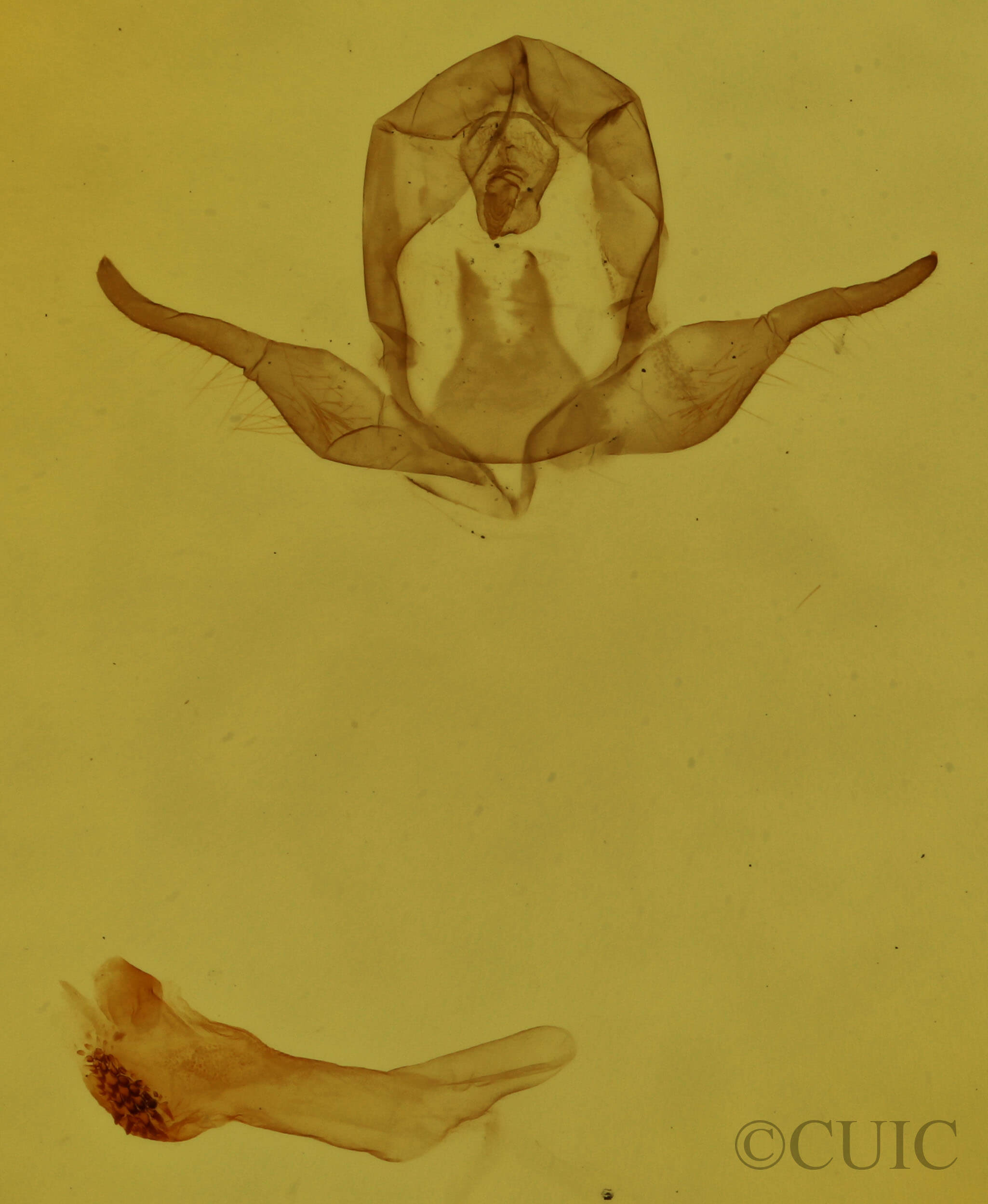 genitalia view of adult Virbia