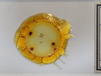 slide view of adult Virbia