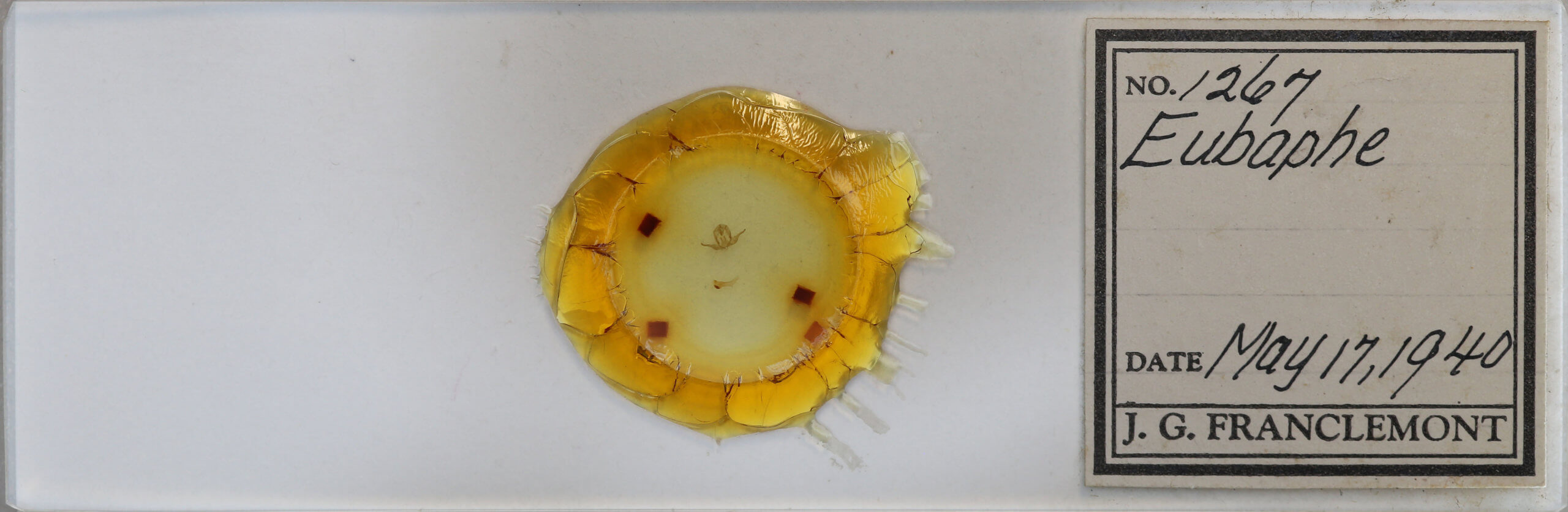 slide view of adult Virbia