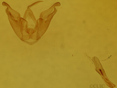 genitalia view of adult Hyperstrotia